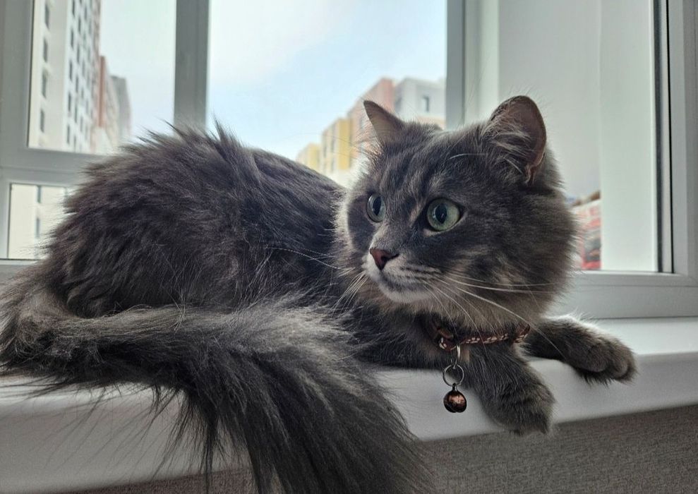 Передержка кошек, котов и котят