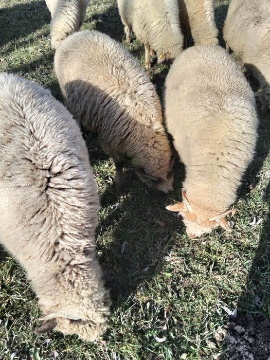 Cârlani de vânzare.