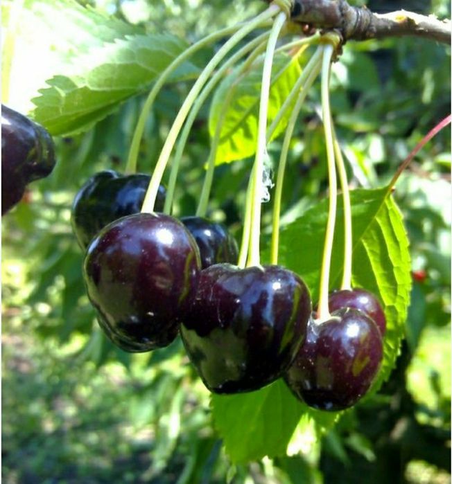 Cires (Amar De Maxut )