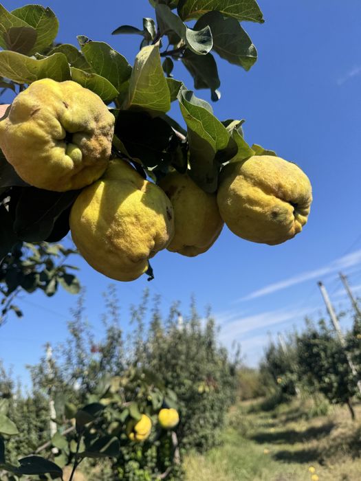 Gutui bio proaspete