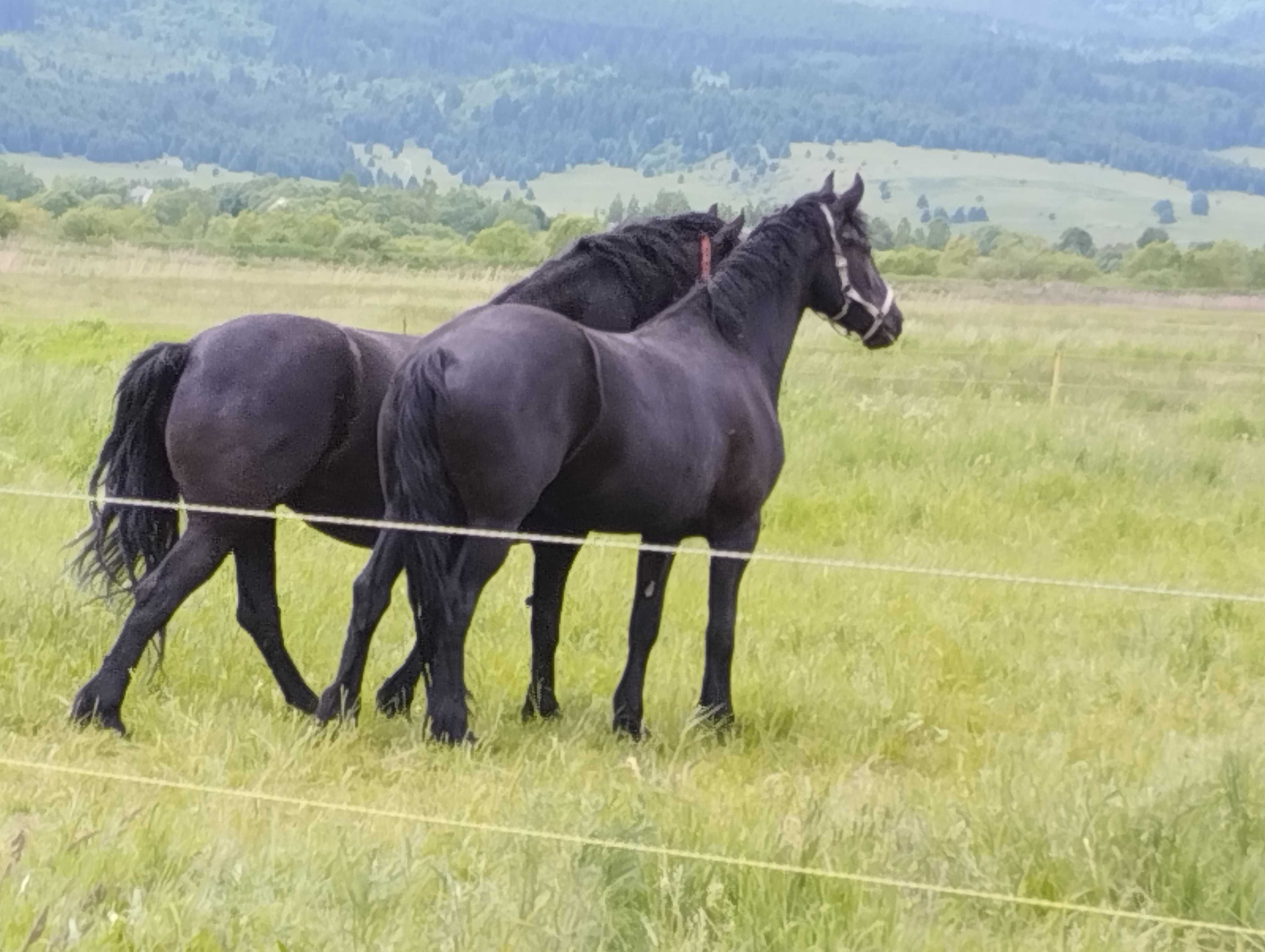 Lichidare cai friesian