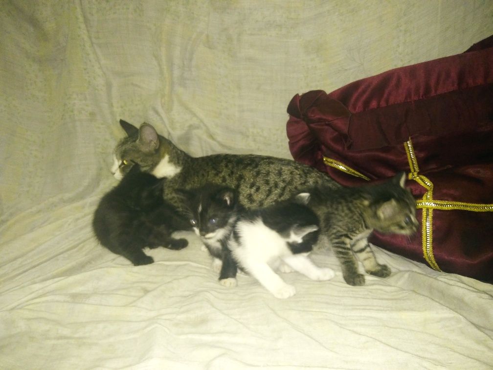 Раздаю домашних котят.