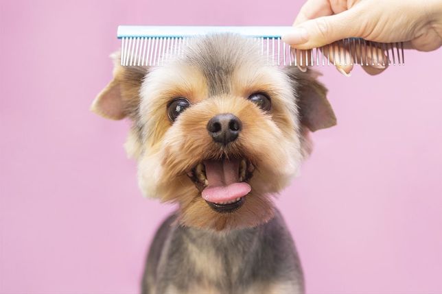 Servicii frizerie canina