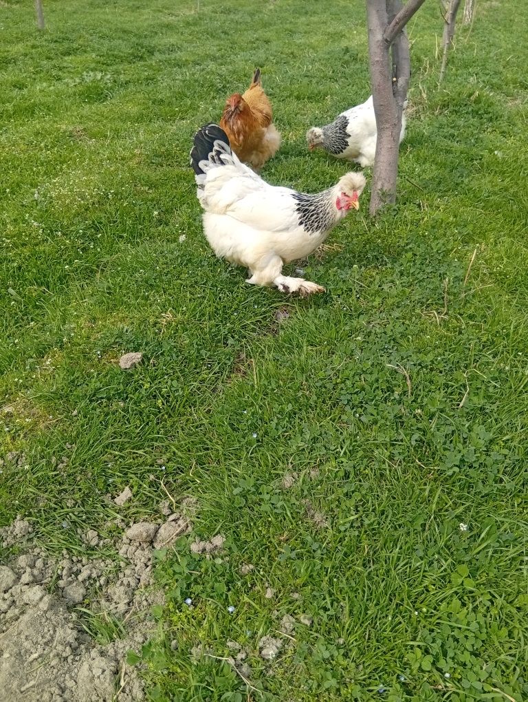Tuxumlari sotiladi 10 ming