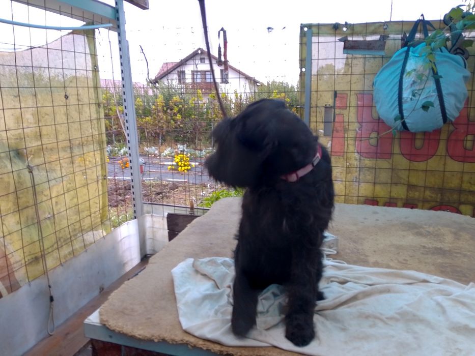 Schnauzer standard mittelschnauzer Negru pedigree tip A