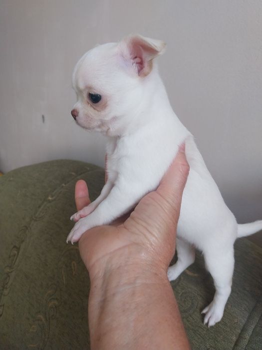 Продавам чихуахуа