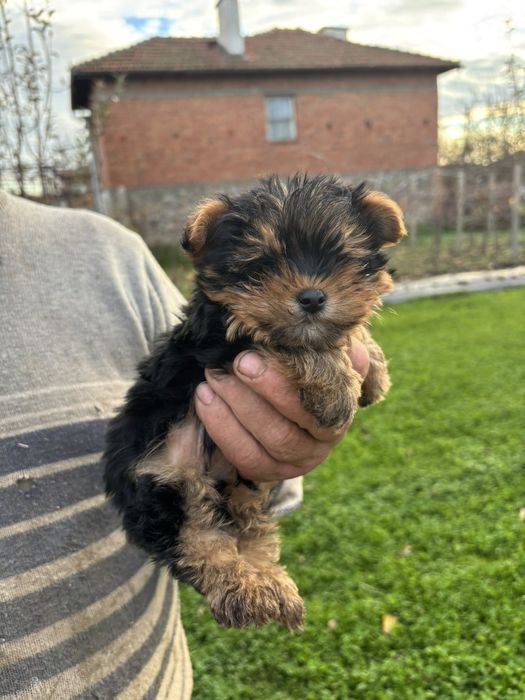 Йоркширски териер