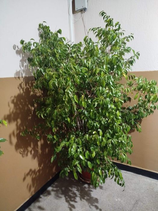 Голямо цвете Бенджамин