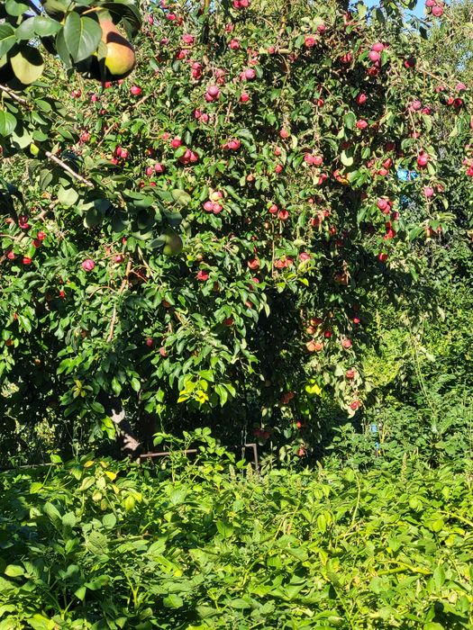 Продаётся дача в районе Плодородие