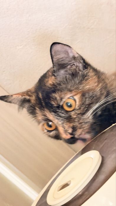 Стерилизованная кошка в добрые руки 7 месяцев