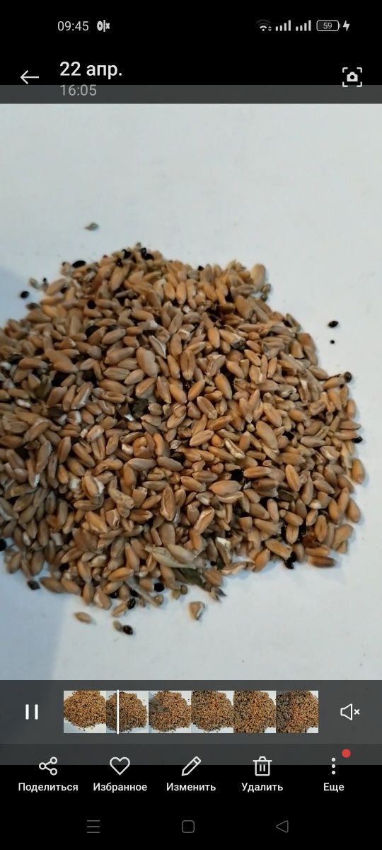 Пшеничная сечка в росыпном виде