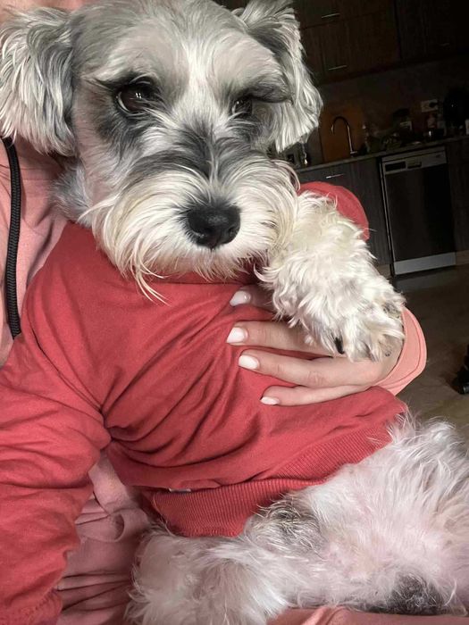 Мини шнауцер (цвергшнауцер)