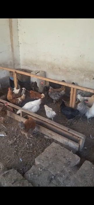 Тауық сатылады 20 тауық