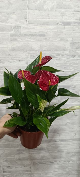 Мужское счастье плюс женское счастье