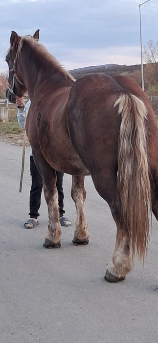 Vînd mînz de 3 ani castrat pret 8.000