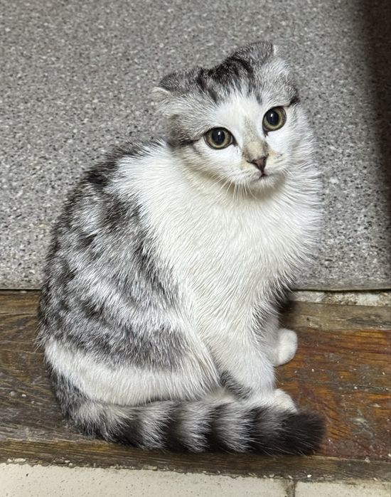 Вислоухий кот мальчик