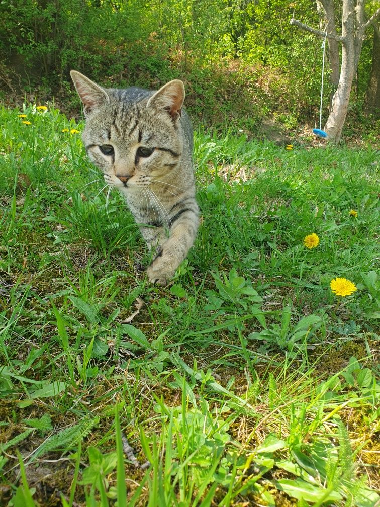 Котето си търси дом