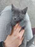 Котёнок бесплатно