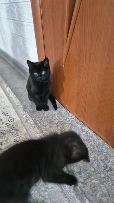 Отдам чёрных котят