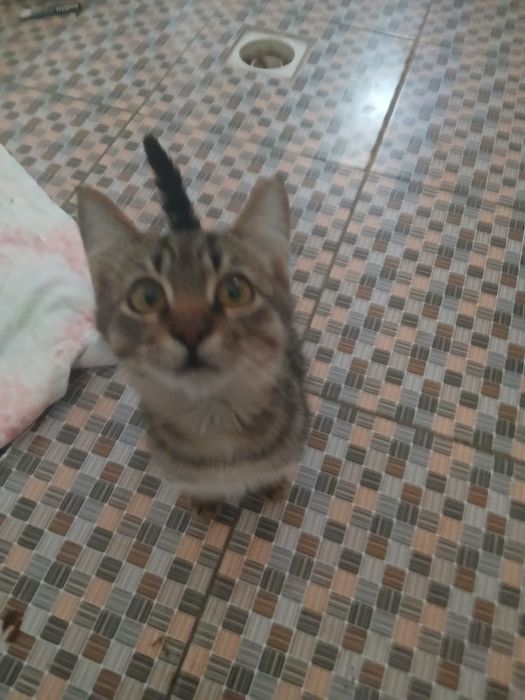 Yaxshi qo'llarga bervoramiz