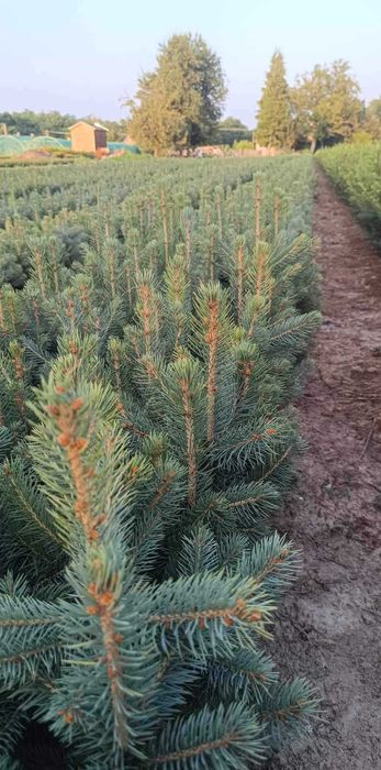 Puieti de brad argintiu-normandia