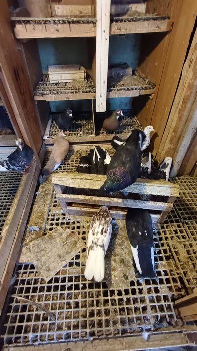 30 броя гълъби.  .