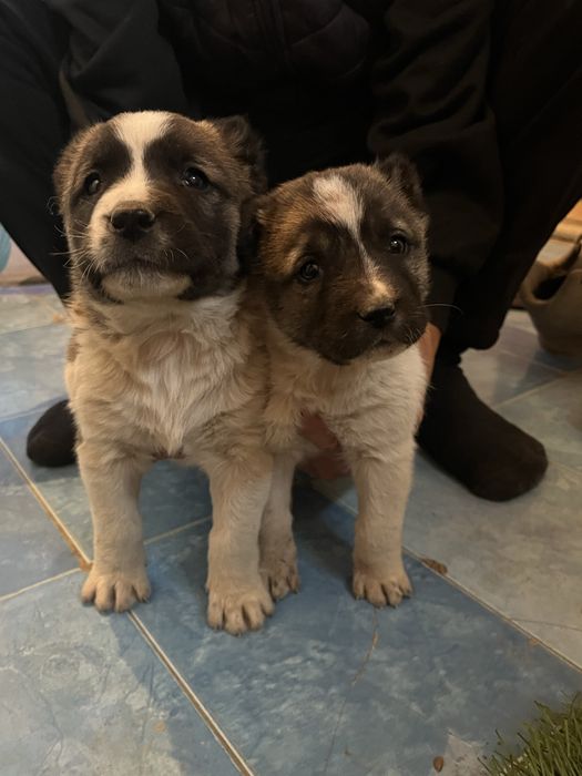 Алабай күшіктер