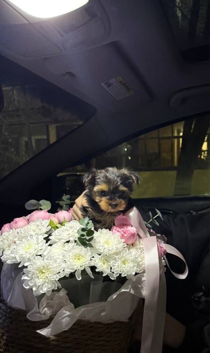 Продам собаку,2месяца