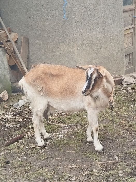 De vanzare capra