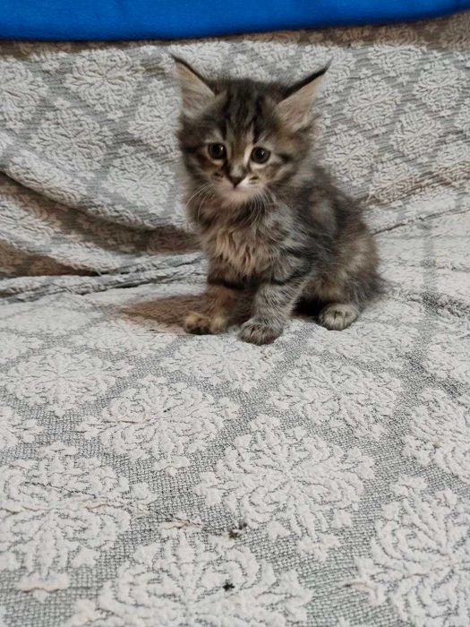 Котята домашние 2 месяца