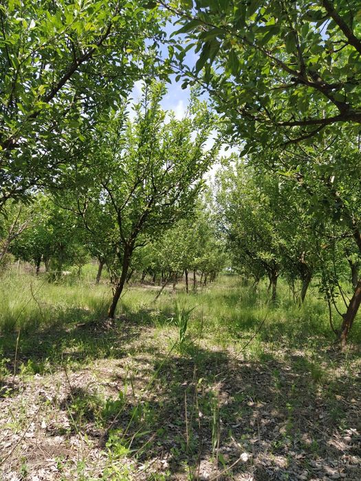 Teren Vingard - Alba intravilan 2777mp cu livada