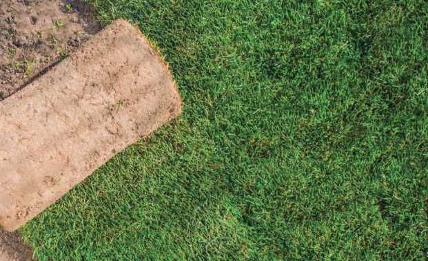 Gazon Rulou Sport / Premium