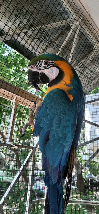 Vand papagal Ara cu pieptul galben