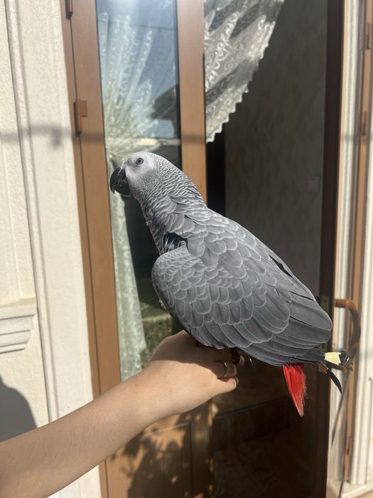 Жако попугай гапирадигон