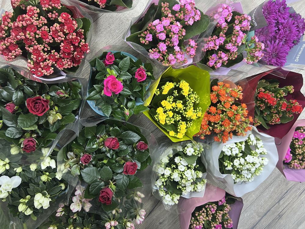 Комнатные цветы Астана цветы в горшках замик каланхоэ драцена фикус