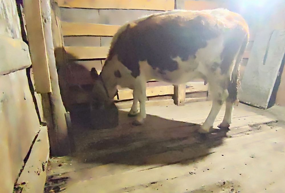 Продам дойную корову!