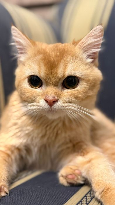 Motan British Shorthair Golden