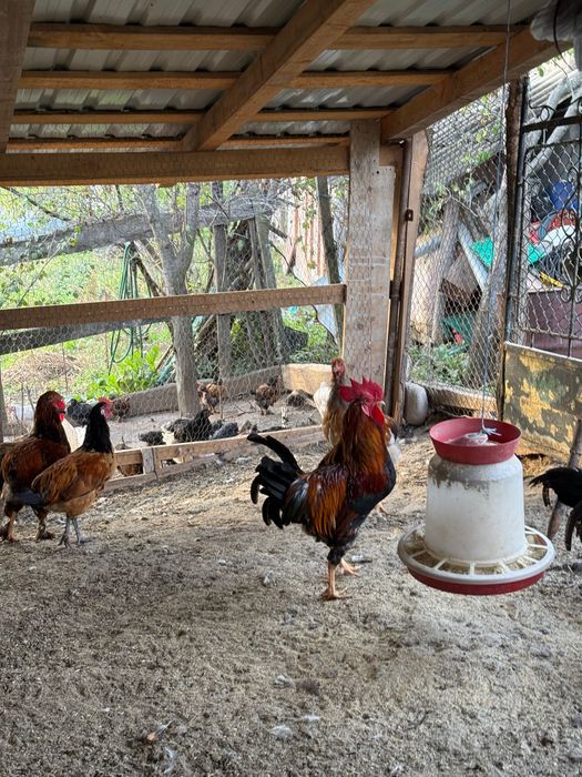 Vând pui de rasă sau găini de tăiat ( cocoși)
