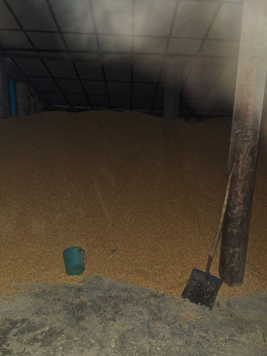 Vand porumb recolta 2025