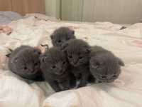 Pui de pisica scottish fold