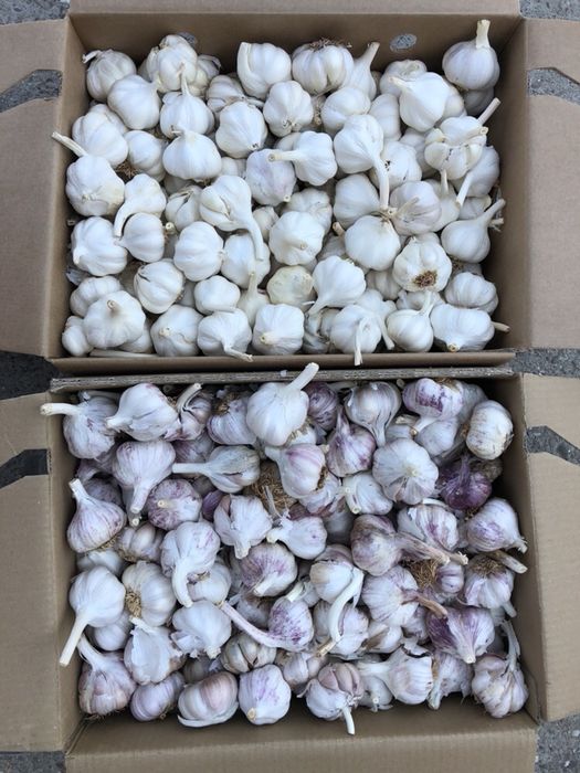 Usturoi pentru mezeluri si murat