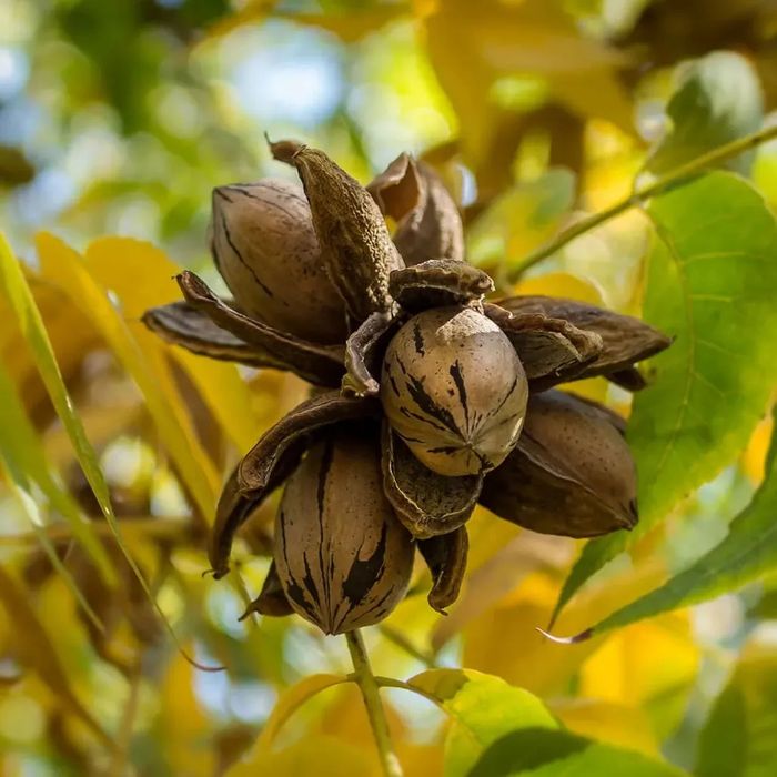 Pomi Fructiferi deosebiti  nuc pecan soiul texan