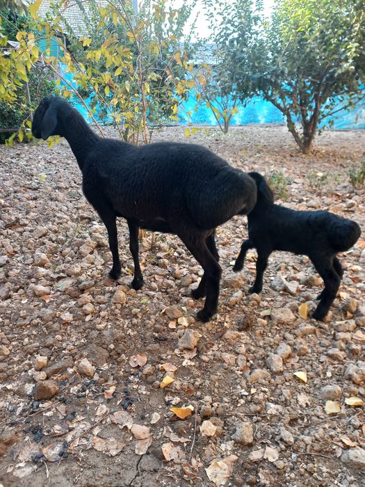 Ona bola sovliq sotiladi