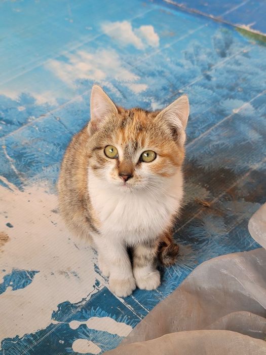 Котята, 3 месяца