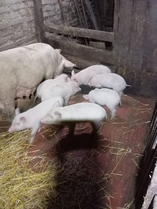 Продам поросят месячных 20000 тысяч