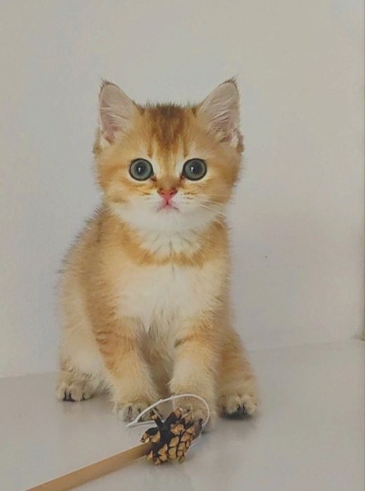 Тикирушки британские золотистые