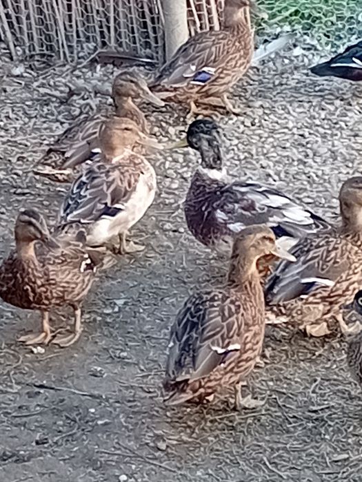 Rate sălbatice și fazani