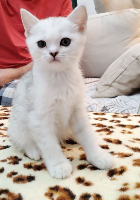 Шиншиллы и белоснежные голубоглазые.