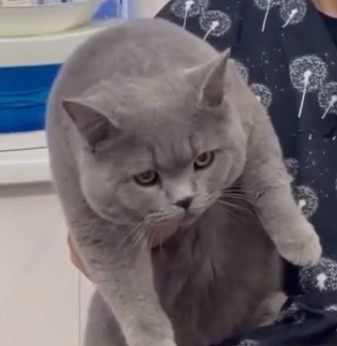 Скотиш страйт девочка