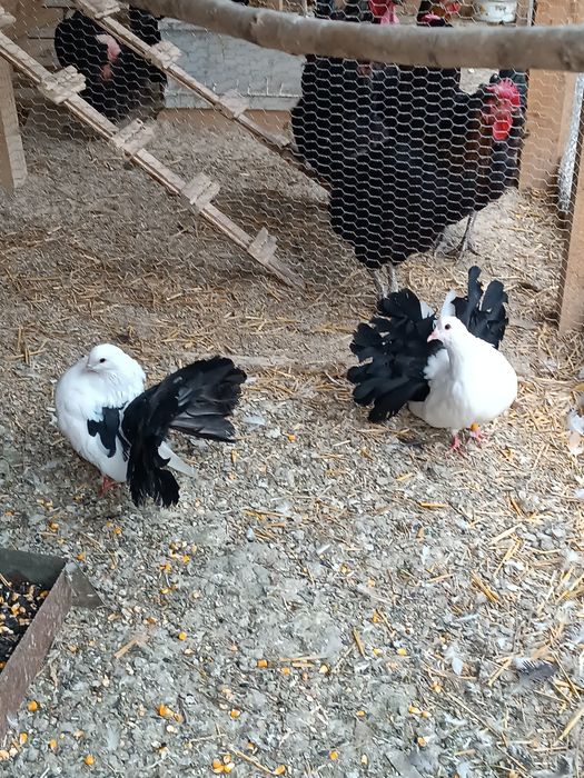 Гълъби Фенерлии, бели с черни опашки